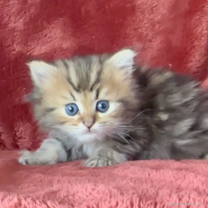 ID:2306-00816の子猫