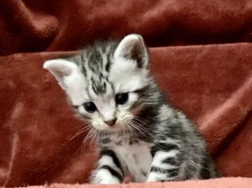 アメリカンショートヘア【三重県・男の子・2022年1月16日・シルバータビー】の写真「この可愛さ💓にゃめたら、にゃめたらいかんぜよ‼️」
