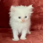 ミヌエット(長足)【三重県・男の子・2023年4月9日・レッド&ホワイト】の写真1