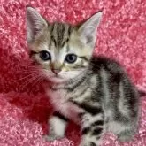 アメリカンショートヘア【三重県・女の子・2024年4月17日・ブラウンタビー】の写真1