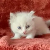 ラグドール【三重県・女の子・2023年4月16日・ブルーポイントバイカラー】の写真1