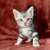 アメリカンショートヘア【三重県・女の子・2023年4月21日・シルバータビー】の写真1