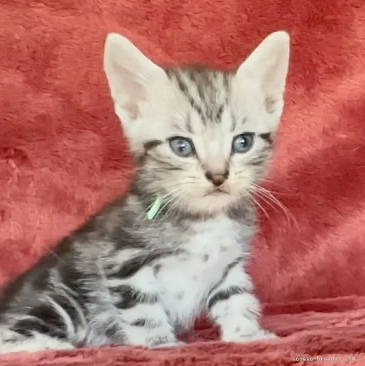 ID:2210-01453の子猫
