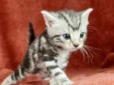 アメリカンショートヘア【三重県・男の子・2021年6月15日・シルバータビー】の写真2