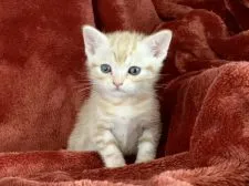 アメリカンショートヘア【三重県・男の子・2022年4月11日・レッドタビー】の写真3