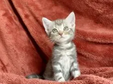 アメリカンショートヘア【三重県・男の子・2022年4月6日・ブルータビー】の写真5