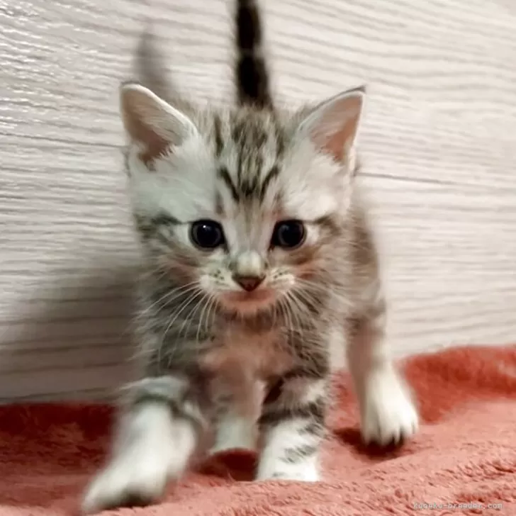 ID：2509-02117の子猫