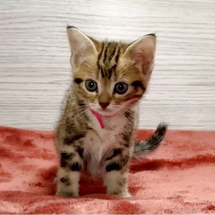 アメリカンショートヘア【三重県・女の子・2025年9月21日・ブラウンタビー】の写真1