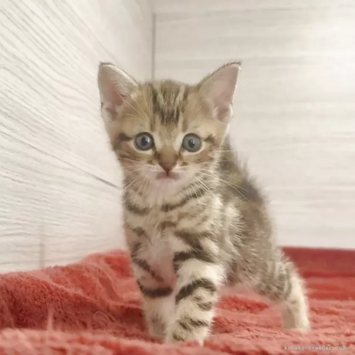 ID：2506-02432の子猫