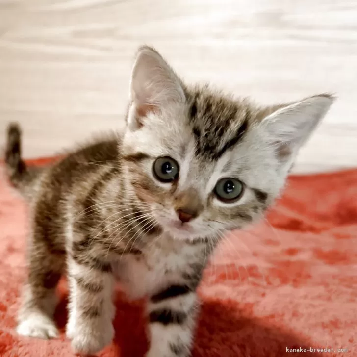 アメリカンショートヘア【三重県・女の子・2025年9月21日・シルバータビー】の写真1