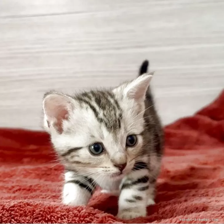 すずき 様のお迎えした子猫
