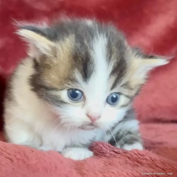 ID：2412-01708の子猫