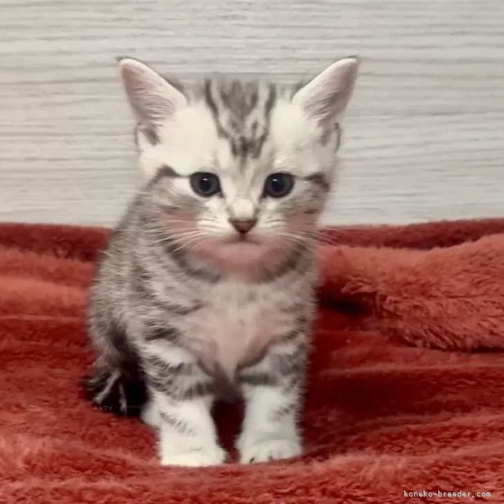 ID:2501-02524の子猫