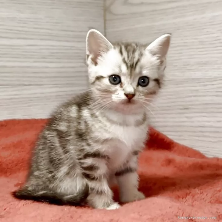 M.S 様のお迎えした子猫