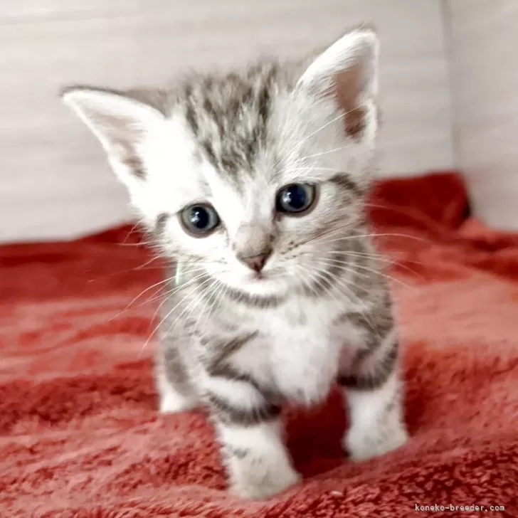 ID:2508-03125の子猫