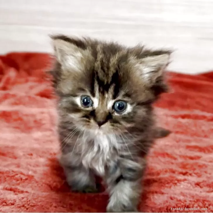 Y.K 様のお迎えした子猫
