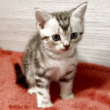 アメリカンショートヘア【三重県・男の子・2025年9月25日・シルバータビー】の写真「お目目が大きいにゃ～👑」