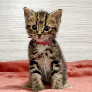 アメリカンショートヘア【三重県・女の子・2025年10月15日・ブラウンタビー】の写真「美猫のチャー子と申します💖」