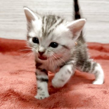 アメリカンショートヘア【三重県・女の子・2025年11月6日・シルバータビー】の写真「クリスマスに会いに来てにゃ～🥰」