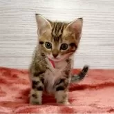 アメリカンショートヘア