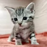 アメリカンショートヘア