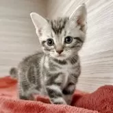 アメリカンショートヘア