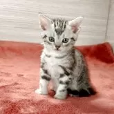 アメリカンショートヘア