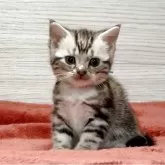 アメリカンショートヘア