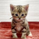 アメリカンショートヘア