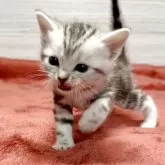 アメリカンショートヘア