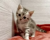 アメリカンショートヘア【三重県・女の子・2025年9月25日・シルバータビー】の写真3