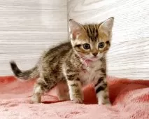 アメリカンショートヘア【三重県・女の子・2025年9月21日・ブラウンタビー】の写真3