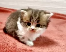 ミヌエット(短足)【三重県・女の子・2025年11月25日・ブラウンタビー&ホワイト】の写真3