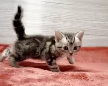 アメリカンショートヘア【三重県・女の子・2025年9月21日・シルバータビー】の写真5