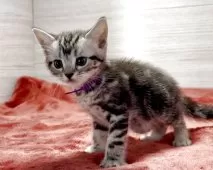 アメリカンショートヘア【三重県・男の子・2025年9月21日・シルバータビー】の写真5