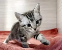 アメリカンショートヘア【三重県・男の子・2025年9月21日・シルバータビー】の写真7