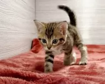 アメリカンショートヘア【三重県・女の子・2025年9月21日・ブラウンタビー】の写真7