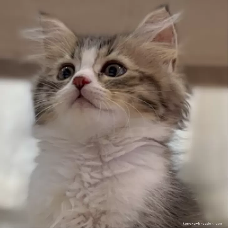 S.N 様のお迎えした子猫