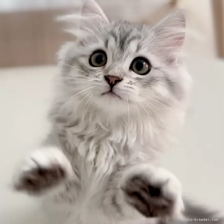 C.K 様のお迎えした子猫