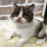 ブリティッシュショートヘア