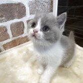 ブリティッシュショートヘア