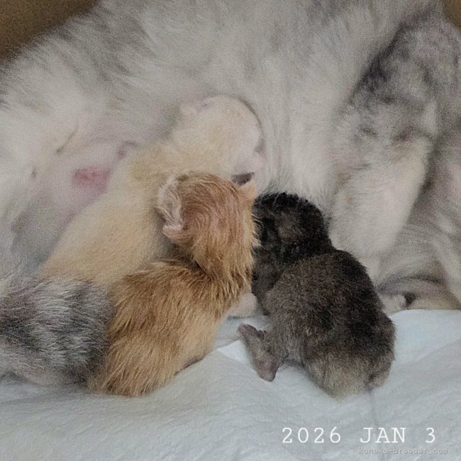 小松成治ブリーダーのブログ：2026年初の満月に出産✨