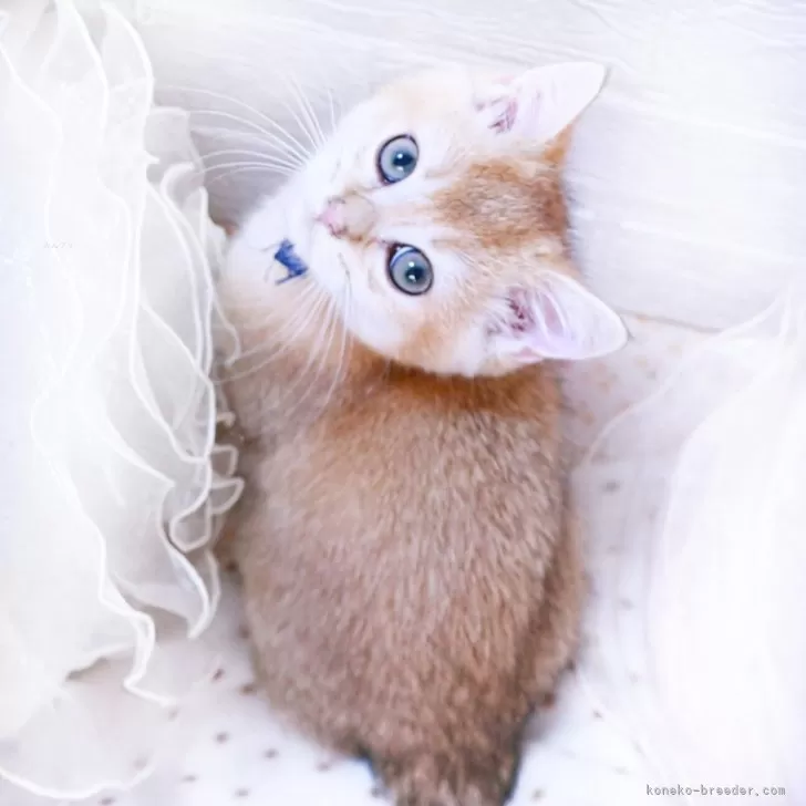 金ちゃん 様のお迎えした子猫