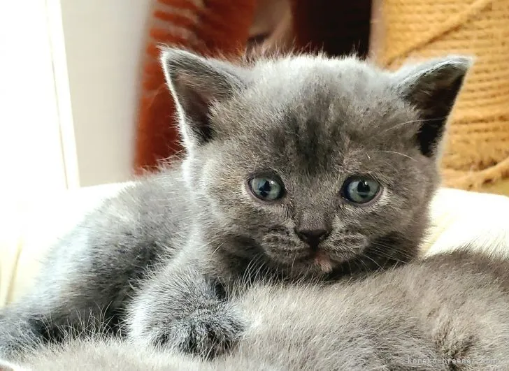 ID:2110-00458の子猫