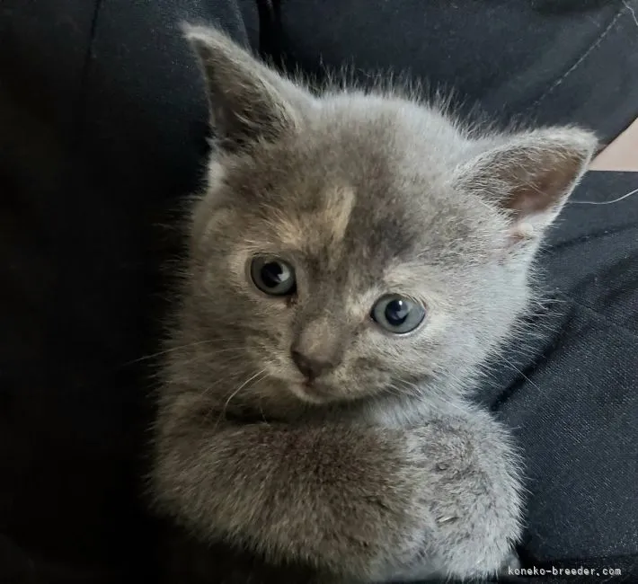 ID:2110-00333の子猫