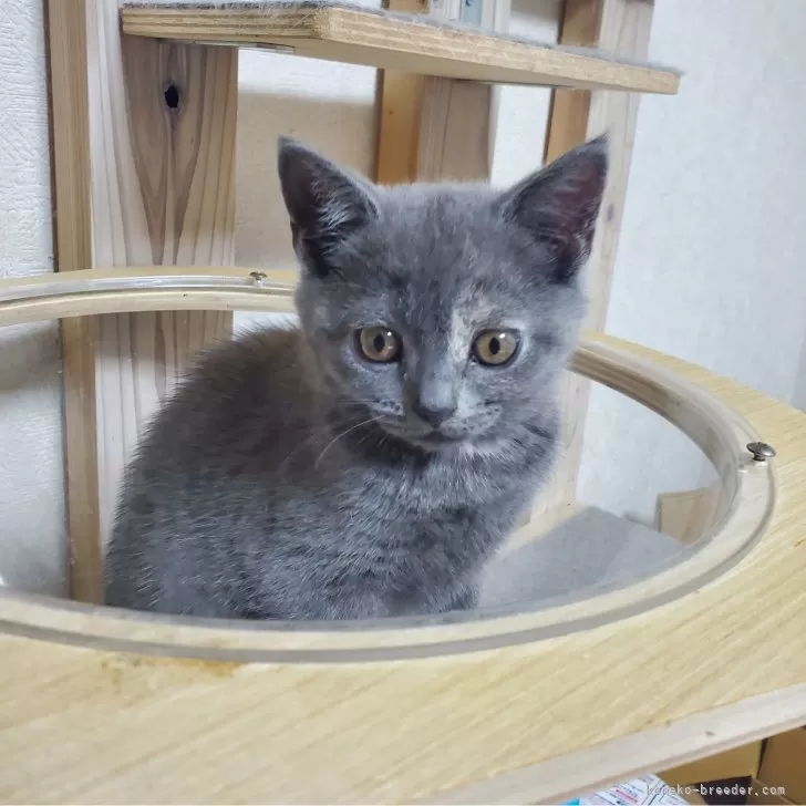ID：2404-03012の子猫