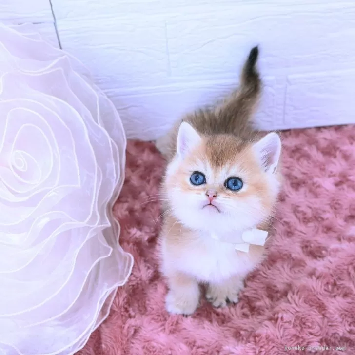 ID:2409-00746の子猫