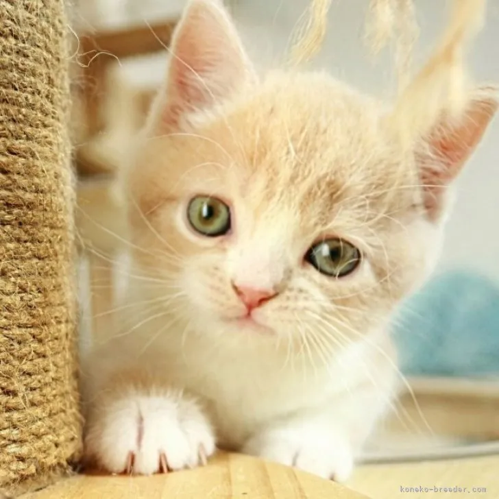 ID：2310-00958の子猫