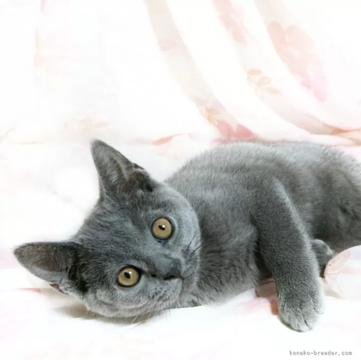 ID:2404-01575の子猫