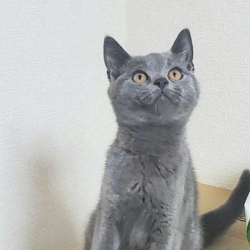 ブリティッシュショートヘア【千葉県・男の子・2024年3月11日・ブルー（短毛）】の写真「甘えん坊な男の子👦が良い方へ」